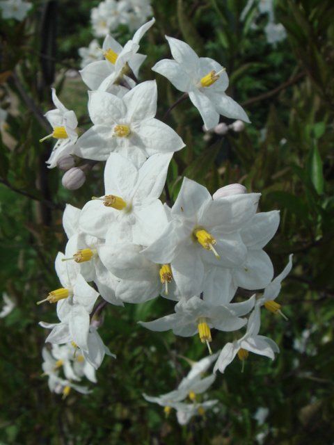 Solanum jasminoides 'Alba' fleur